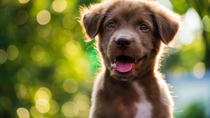Is it accurate to say that women hate puppies?