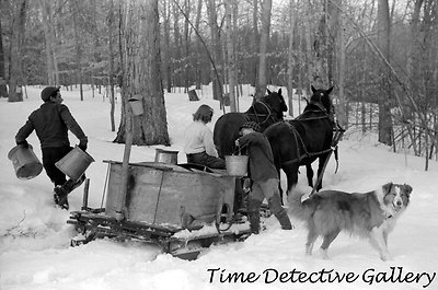 Anyone ever make Maple Syrup?