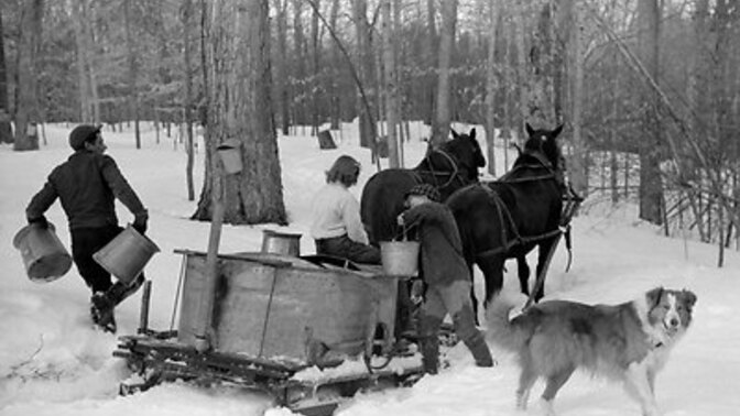 Anyone ever make Maple Syrup?