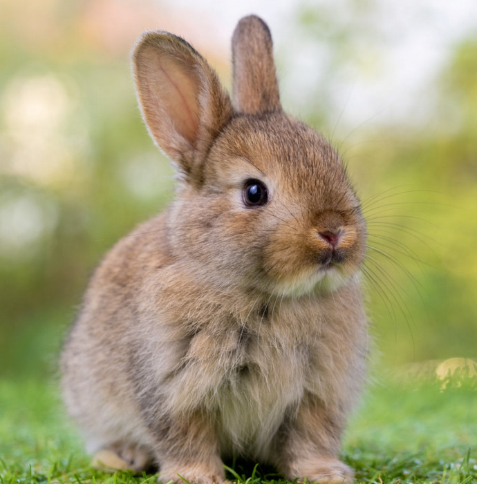 Would you really eat a cute baby rabbit if you weren’t even hungry?