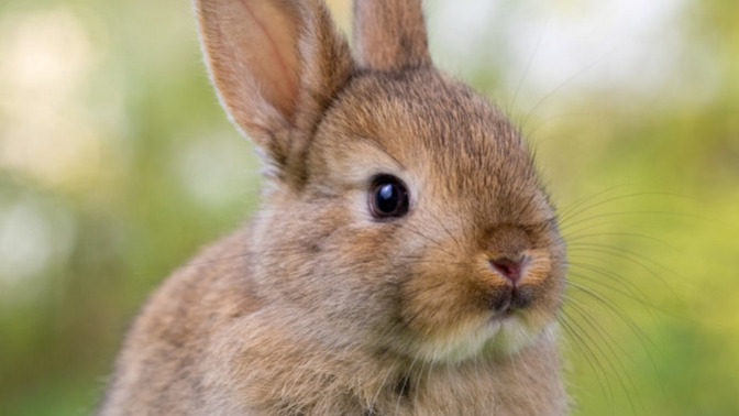 Would you really eat a cute baby rabbit if you weren’t even hungry?