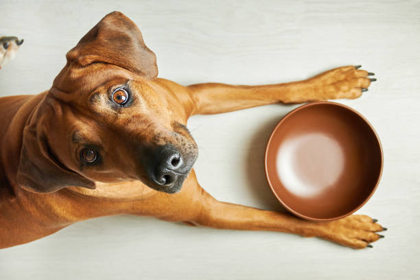 How hungry are you currently?