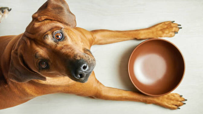 How hungry are you currently?