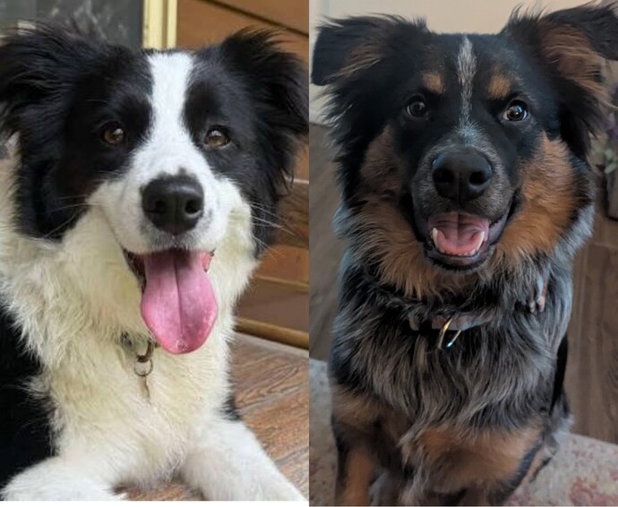 Which dog looks cuter?