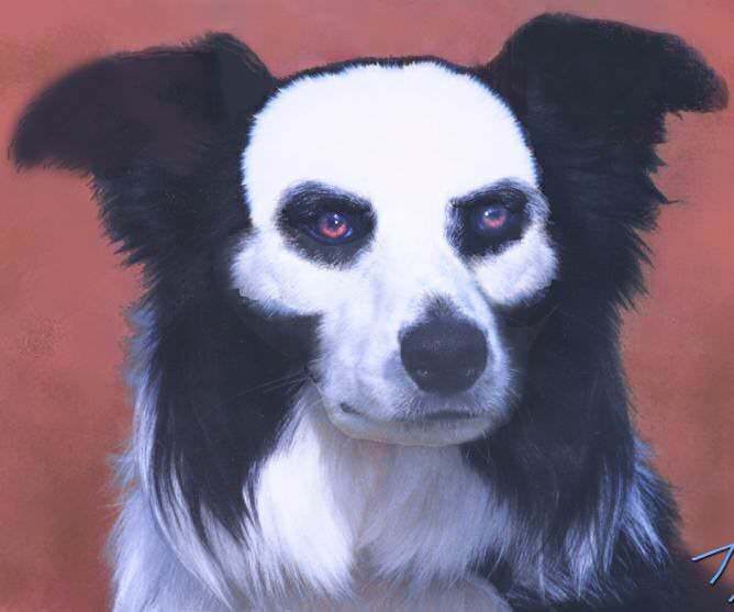Which dog looks cuter?