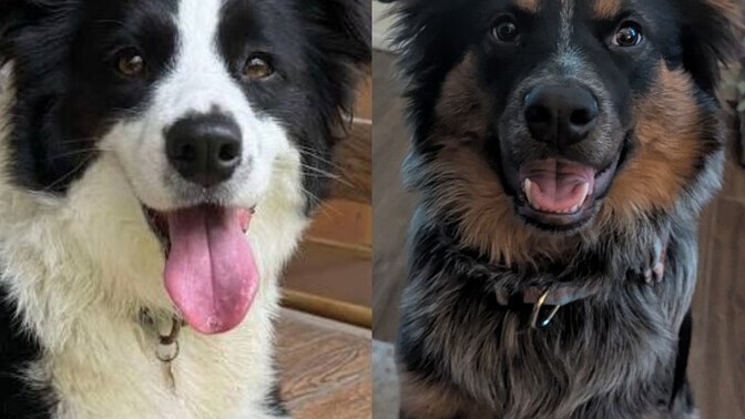 Which dog looks cuter?