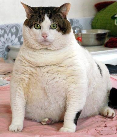 What was the first thing you ate today and why?