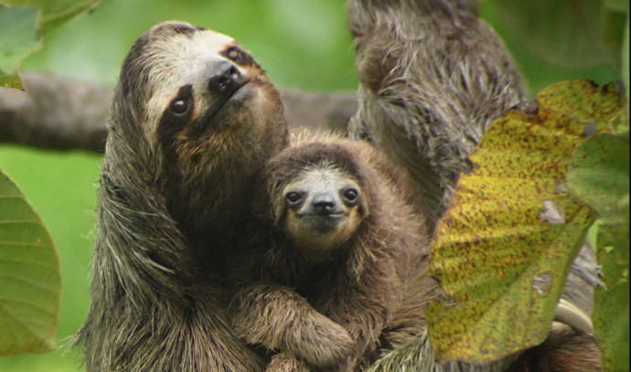 Do sloths creep you out or completely melt your heart?