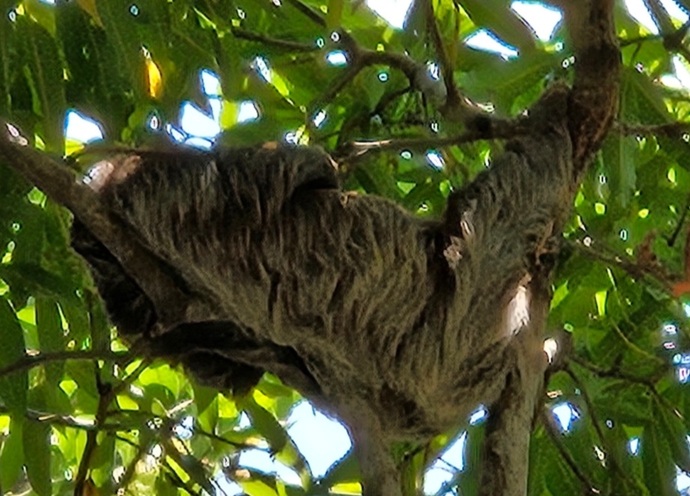 Do sloths creep you out or completely melt your heart?