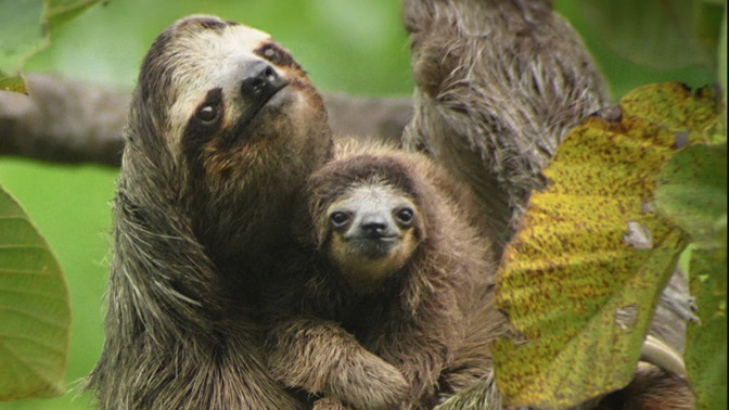 Do sloths creep you out or completely melt your heart?