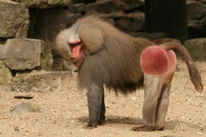 Why is there an epidemic of women with fake buttocks?