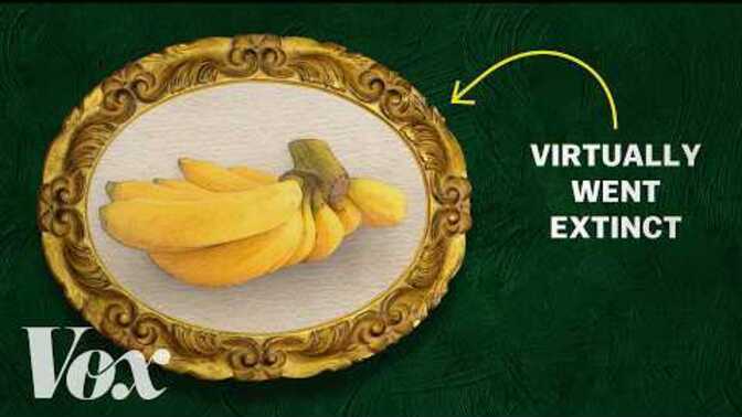 If bananas really go extinct, will we actually miss them?