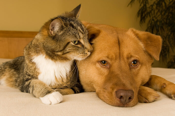 Is it true that women are like cats and men are like dogs?