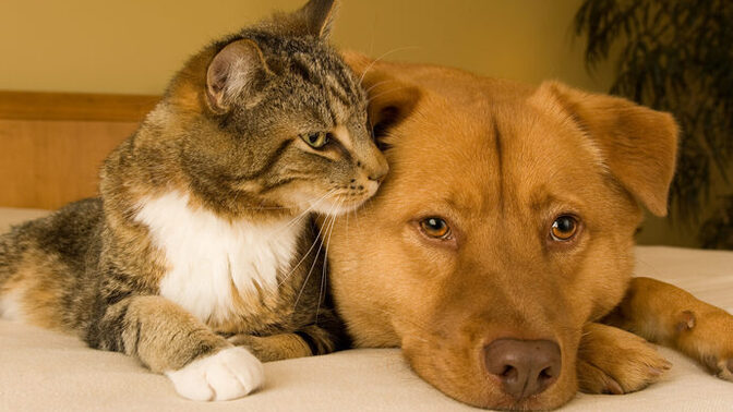 Is it true that women are like cats and men are like dogs?