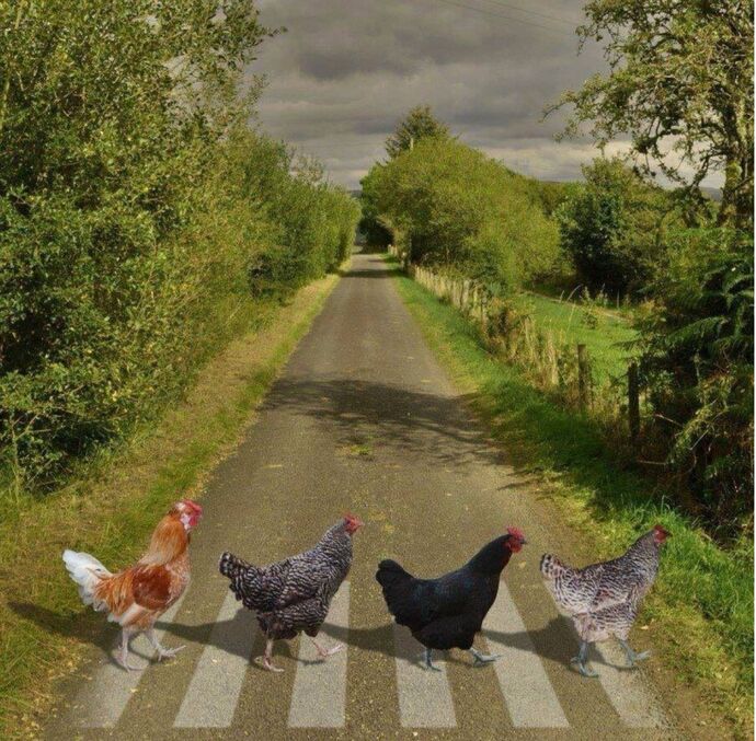 What if giant chickens roamed the Earth?