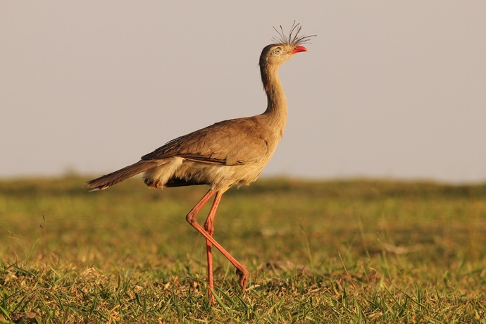 What if giant chickens roamed the Earth?