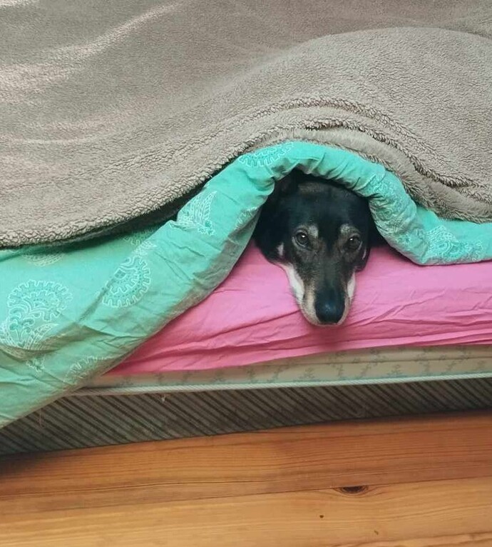 What is a funny or cute thing your pet does?