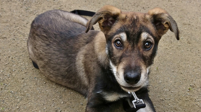 What is a funny or cute thing your pet does?