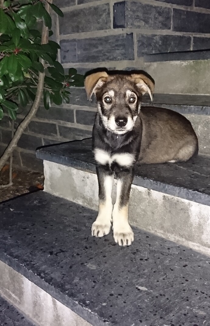 What is a funny or cute thing your pet does?