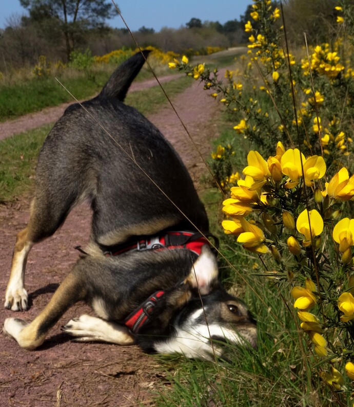 What is a funny or cute thing your pet does?