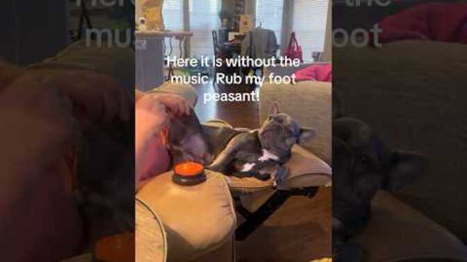 What is a funny or cute thing your pet does?