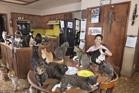 Why do YOU think a lot of men on this site like to throw out the cat lady stigma on women here?