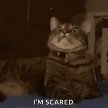 Is it annoying when someone freaks out over a bug?