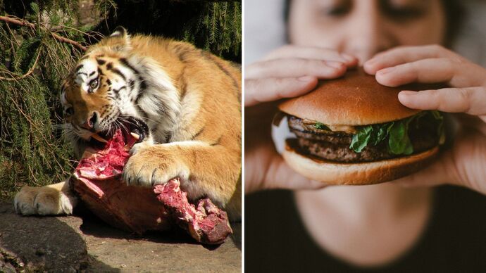 If people are animals, is eating animals cannibalism?