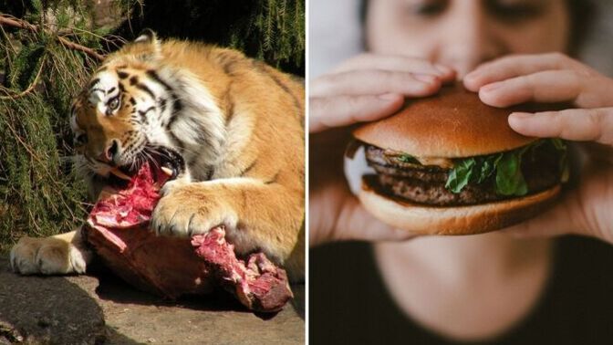 If people are animals, is eating animals cannibalism?