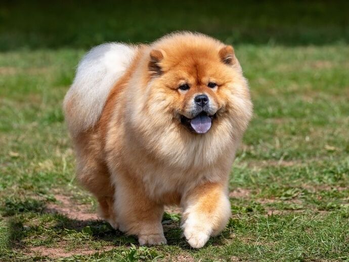this isn’t him but he looked like this…