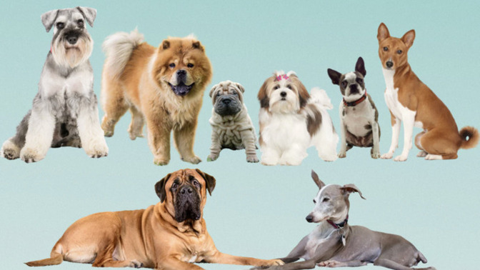 If allergies didn’t matter, what would be your dream dog breed?