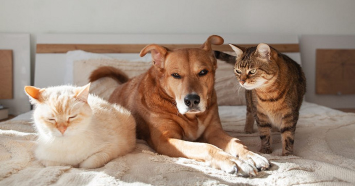 Do you have any pets and how did you choose their names? - GirlsAskGuys