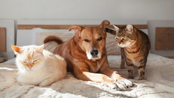 Do you have any pets and how did you choose their names?