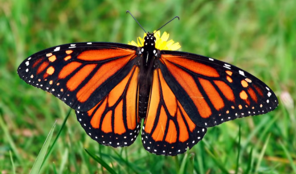 For a non native English speaker, what do you imagine when you hear the word butterfly?
