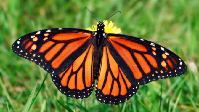 For a non native English speaker, what do you imagine when you hear the word butterfly?