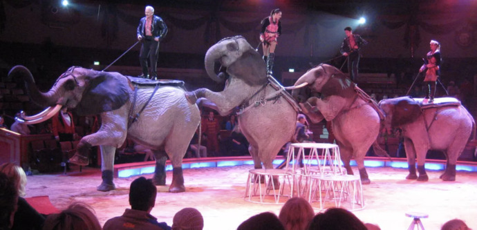 Should circuses be banned?