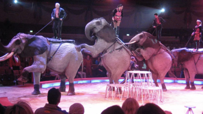 Should circuses be banned?