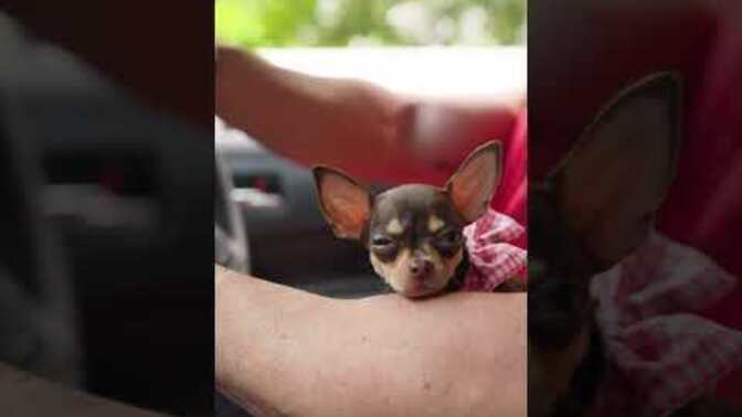 Why are tiny-dog dads always so big?