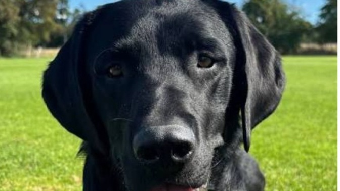Are Dogs More Intelligent Than Some Humans?