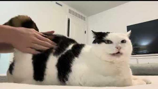 If you play the bongos on your cat but it likes it, is it still animal abuse?