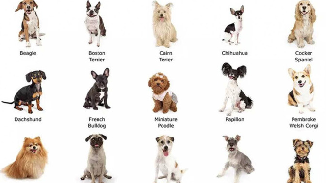 What is your favorite dog breed and why do you love it most?