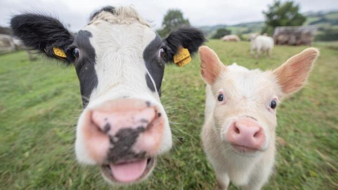 Could you really be friends with an animal you normally eat?