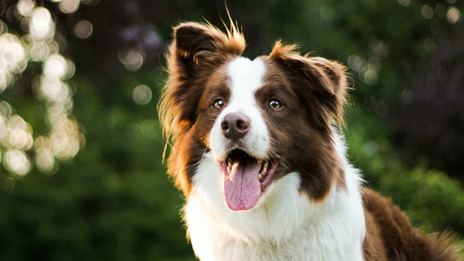 Can dogs really sense bad people or negative intentions?