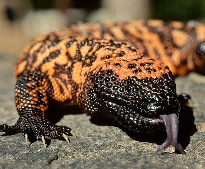 What do you think of the orange Gila Monster virtue signaling by hiring a token bunny of color?