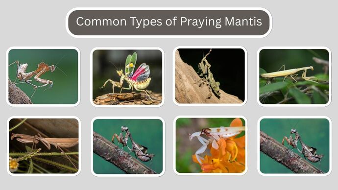 Do you think mantises are scary?