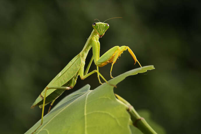 Do you think mantises are scary?