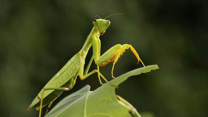 Do you think mantises are scary?