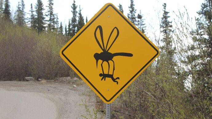 Are insects animals?