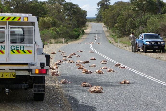 What happens when chickens cross the road.