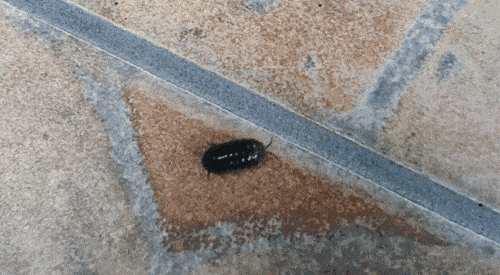 Bugs that you think are cute actually?